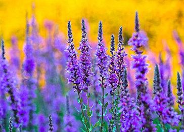 卡普空冒险游戏《深世海》Apple Arcade版宣布终止服务